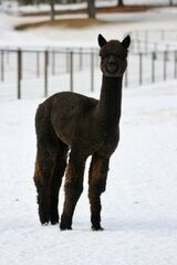 alpaca for sale