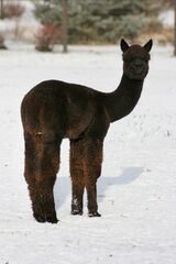 alpaca for sale