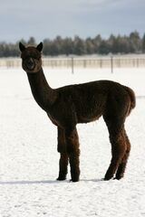 alpaca for sale