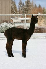 alpaca for sale