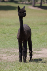 alpaca for sale