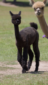 alpaca for sale