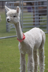 alpaca for sale