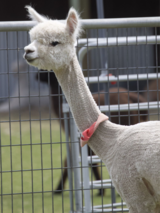 alpaca for sale