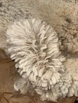 alpaca for sale