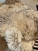 alpaca for sale