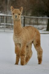 alpaca for sale