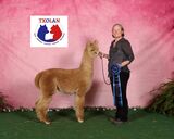 alpaca for sale