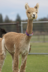 alpaca for sale