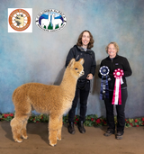 alpaca for sale