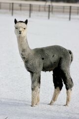 alpaca for sale