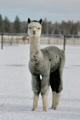 alpaca for sale