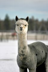 alpaca for sale
