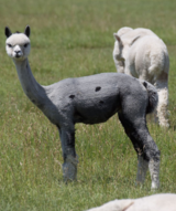 alpaca for sale