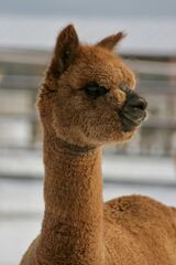 alpaca for sale