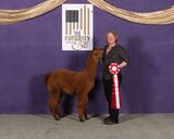 alpaca for sale