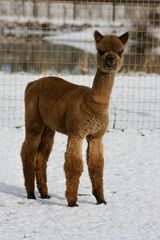 alpaca for sale
