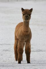 alpaca for sale