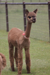 alpaca for sale