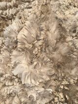 alpaca for sale