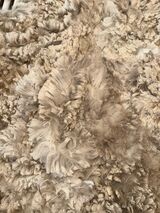 alpaca for sale