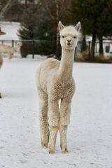 alpaca for sale