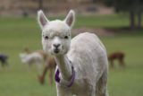 alpaca for sale