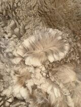 alpaca for sale