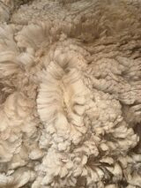 alpaca for sale