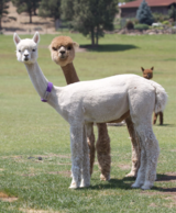 alpaca for sale