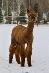 alpaca for sale