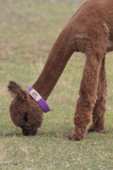 alpaca for sale