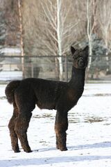 alpaca for sale