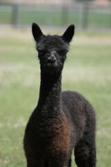 alpaca for sale