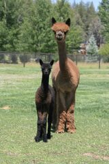 alpaca for sale