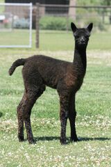 alpaca for sale