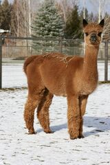 alpaca for sale