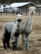 alpaca for sale