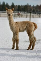 alpaca for sale