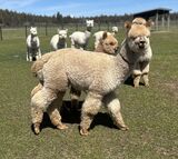 alpaca for sale
