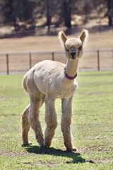 alpaca for sale