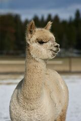 alpaca for sale