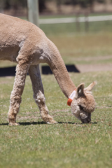 alpaca for sale