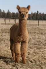 alpaca for sale