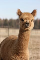 alpaca for sale