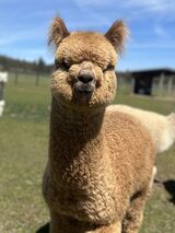 alpaca for sale