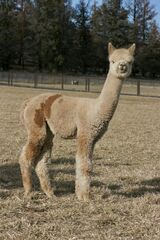 alpaca for sale