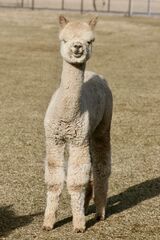 alpaca for sale