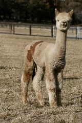 alpaca for sale