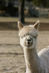 alpaca for sale